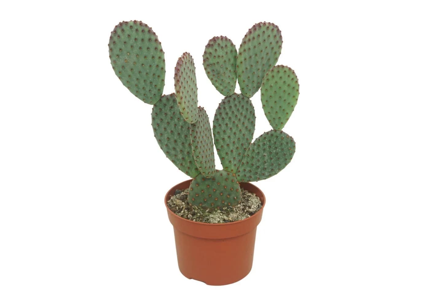 meinvipshop Kaktus Opuntia microdasys 25cm