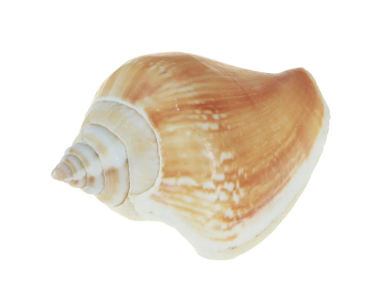 Kaemingk Muschelmix Maritime Deko Natur