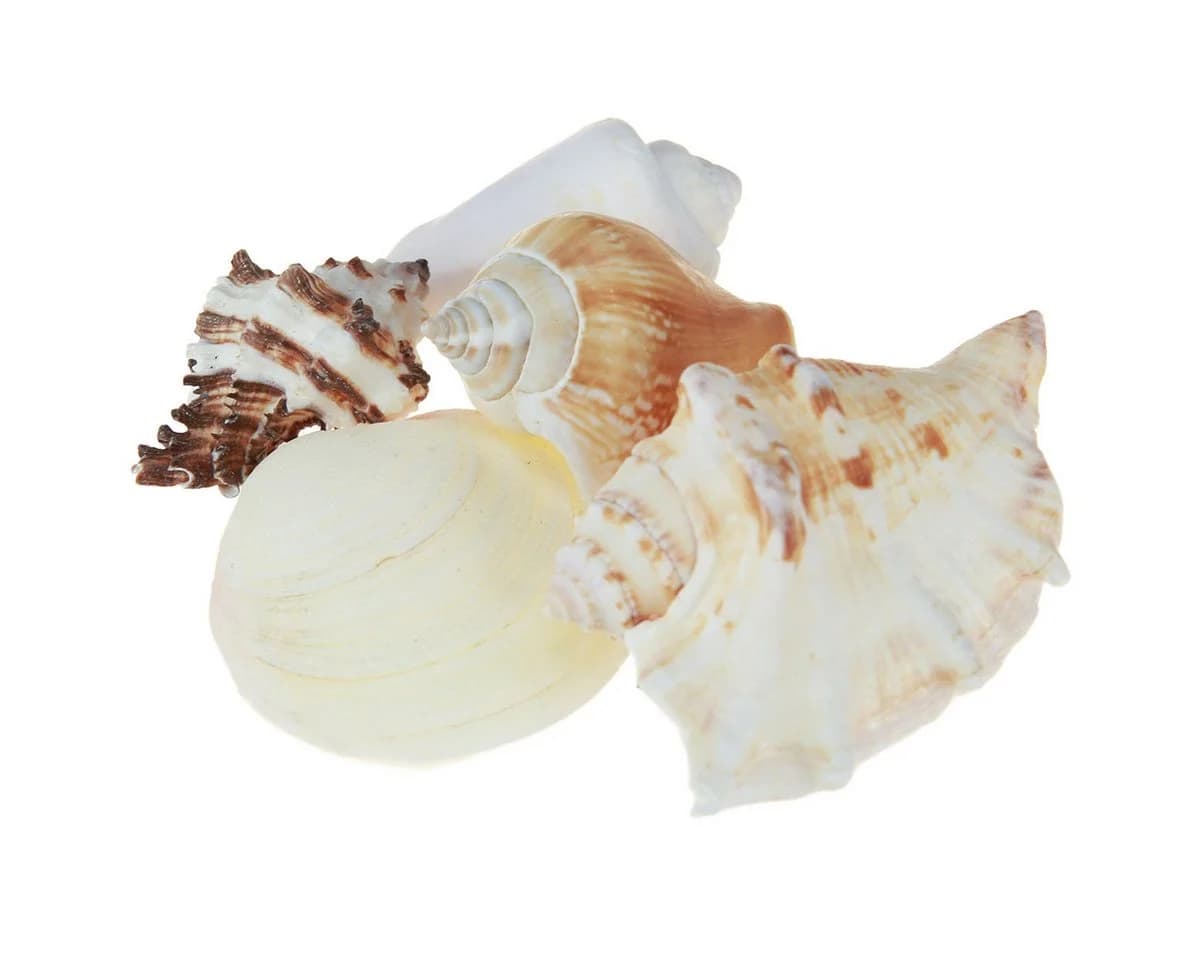 Kaemingk Muschelmix Maritime Deko Natur - Bild 2