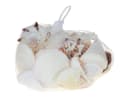 Kaemingk Muschelmix Maritime Deko Natur Bild 3