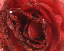 Kaemingk Kunstblume Rose auf Clip 14cm rot Bild 1