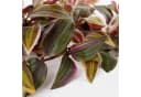 Mica Decorations Kunstpflanze Tradescantia hängend bordeaux Bild 3