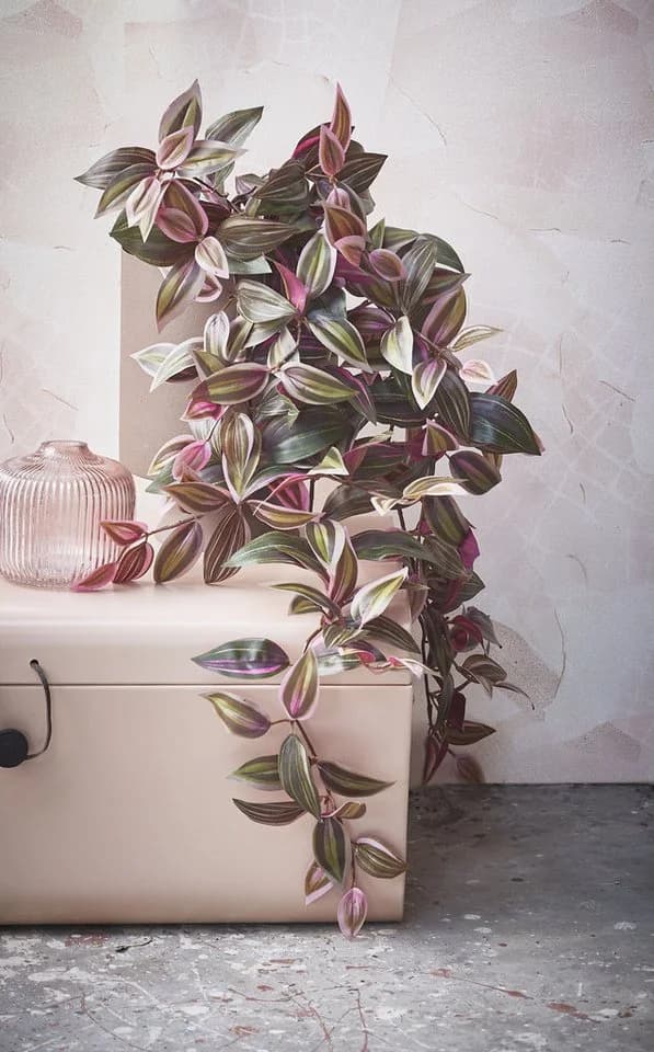 Mica Decorations Kunstpflanze Tradescantia hängend bordeaux - Bild 5