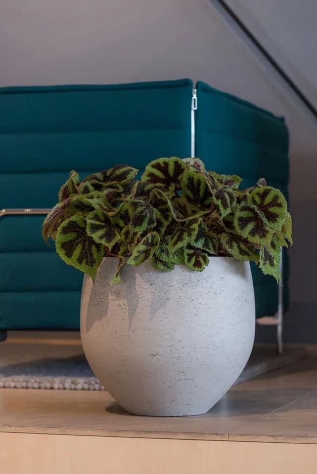finestgreen Pflanzkübel Orb Grau Fiberclay Frostfest