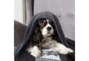 Nobleza Tierdecke 2 x Hundedecke Fleece Weiche Fleecedecke Waschbar Katzendecke Bild 5