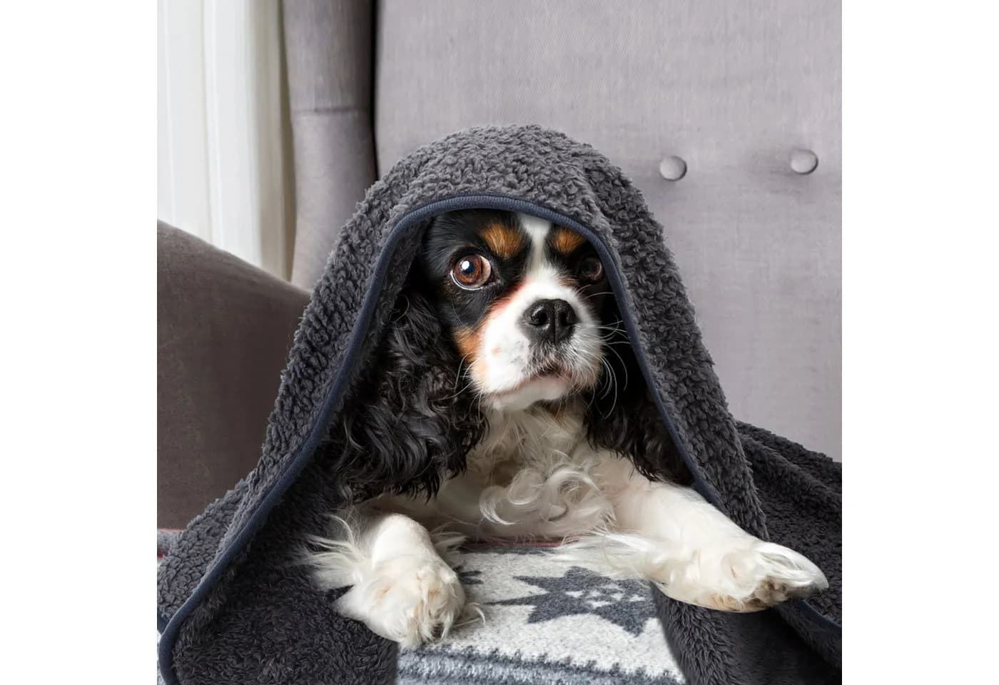 Nobleza Tierdecke 2 x Hundedecke Fleece Weiche Fleecedecke Waschbar Katzendecke - Bild 5
