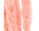 DIJK Trockenblume Pampasgras Deko Rosa Boho-Style 6 Stiele Bild 1
