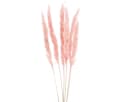 DIJK Trockenblume Pampasgras Deko Rosa Boho-Style 6 Stiele Bild 2
