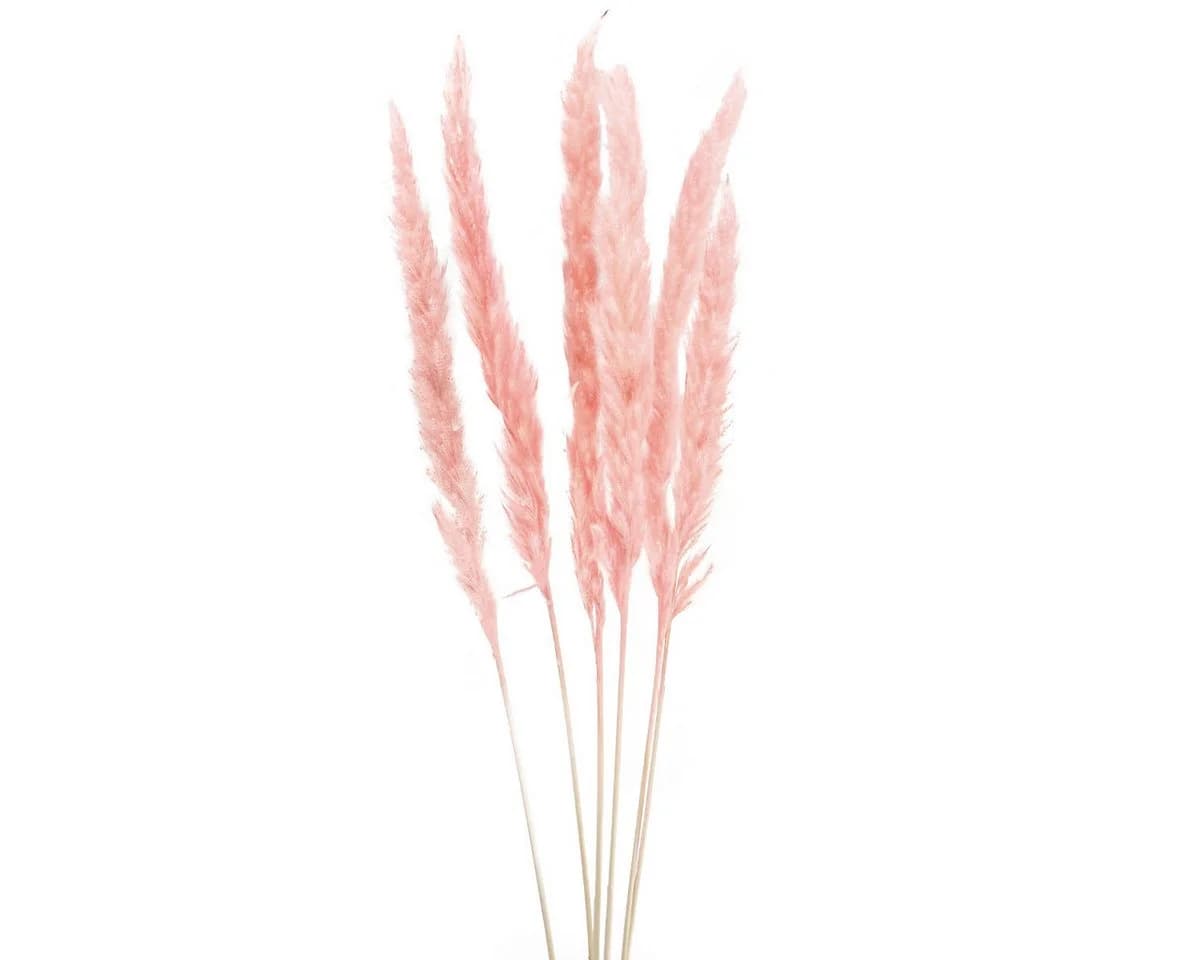 DIJK Trockenblume Pampasgras Deko Rosa Boho-Style 6 Stiele - Bild 2