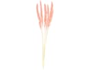 DIJK Trockenblume Pampasgras Deko Rosa Boho-Style 6 Stiele Bild 3