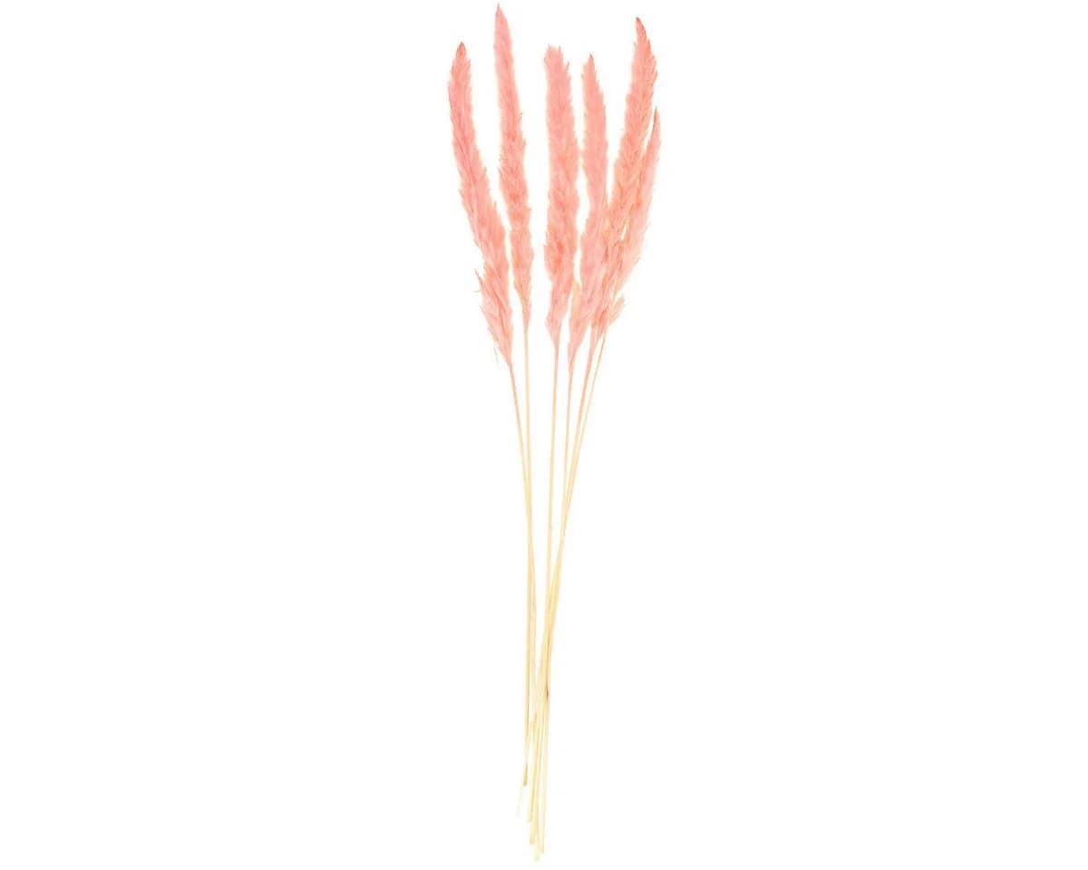 DIJK Trockenblume Pampasgras Deko Rosa Boho-Style 6 Stiele - Bild 3