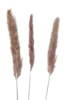Pampasgras Trockenblume Light Rose 24 Stiele Bild 1