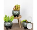 Bloomique 3x Fleischfressende Pflanzenmischung Sumpfpflanze Pflegefreundlich Bild 1