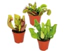 Bloomique 3x Fleischfressende Pflanzenmischung Sumpfpflanze Pflegefreundlich Bild 2
