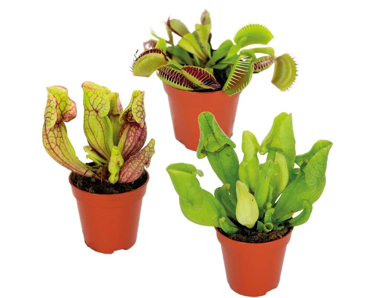 Bloomique 3x Fleischfressende Pflanzenmischung Sumpfpflanze Pflegefreundlich - Bild 2