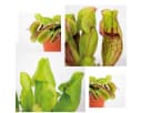 Bloomique 3x Fleischfressende Pflanzenmischung Sumpfpflanze Pflegefreundlich Bild 3