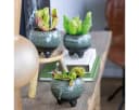 Bloomique 3x Fleischfressende Pflanzenmischung Sumpfpflanze Pflegefreundlich Bild 4