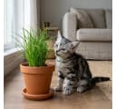 Bloomique Cyperus Zumula 3er Set - Haustierfreundliche Zimmerpflanze Grün Bild 1