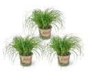 Bloomique Cyperus Zumula 3er Set - Haustierfreundliche Zimmerpflanze Grün Bild 2