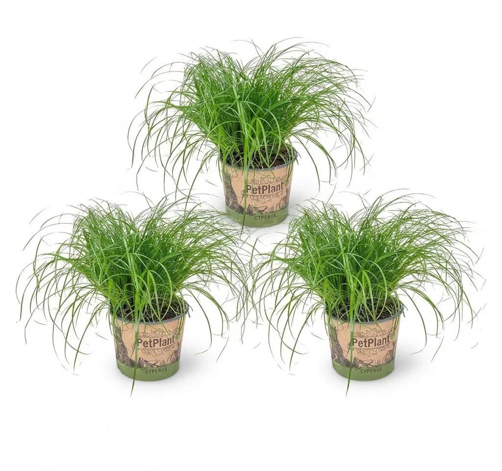 Bloomique Cyperus Zumula 3er Set - Haustierfreundliche Zimmerpflanze Grün - Bild 2