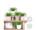 Bloomique 6er Set Cyperus Zumula Katzengras Grün Bild 1