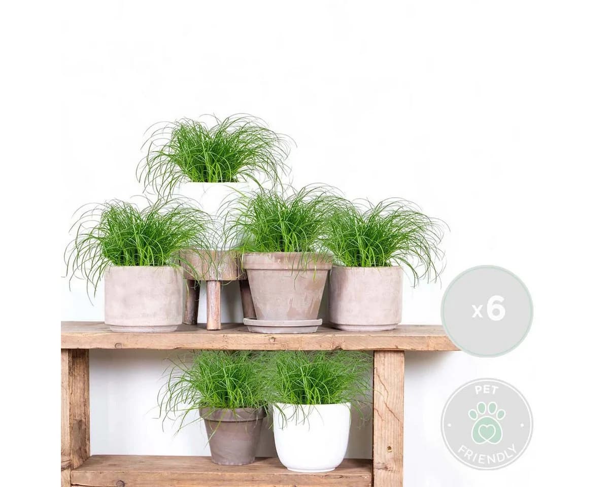 Bloomique 6er Set Cyperus Zumula Katzengras Grün