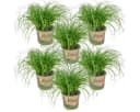 Bloomique 6er Set Cyperus Zumula Katzengras Grün Bild 2