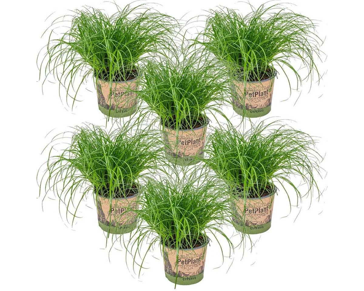 Bloomique 6er Set Cyperus Zumula Katzengras Grün - Bild 2