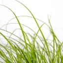 Bloomique 6er Set Cyperus Zumula Katzengras Grün Bild 3