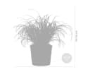 Bloomique 6er Set Cyperus Zumula Katzengras Grün Bild 5
