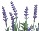Decoris Künstlicher Lavendel 32cm in Glasflasche Lila Bild 1