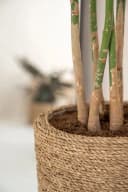 finestgreen Pflanzkübel Cody Beige Handgeflochten Strohgras Bild 5