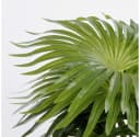 Mica Decorations Kunstpflanze Palme grün im Topf 40 cm Bild 3