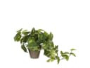 Mica Decorations Künstlicher Pothos Grün mit Topf Bild 2
