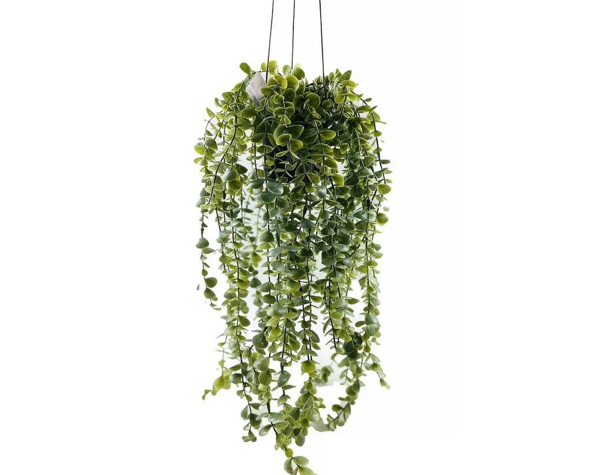 Kunstpflanze Zimmerpflanze Senecio Kunststoff Hängender Topf