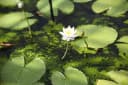 Bloomique Weiße Seerose Nymphaea Marliacea Albida - Winterhart Zone 4 Bild 1