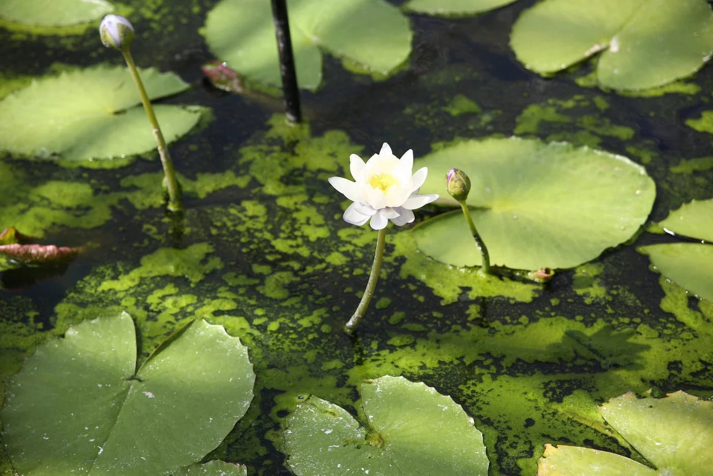 Bloomique Weiße Seerose Nymphaea Marliacea Albida - Winterhart Zone 4