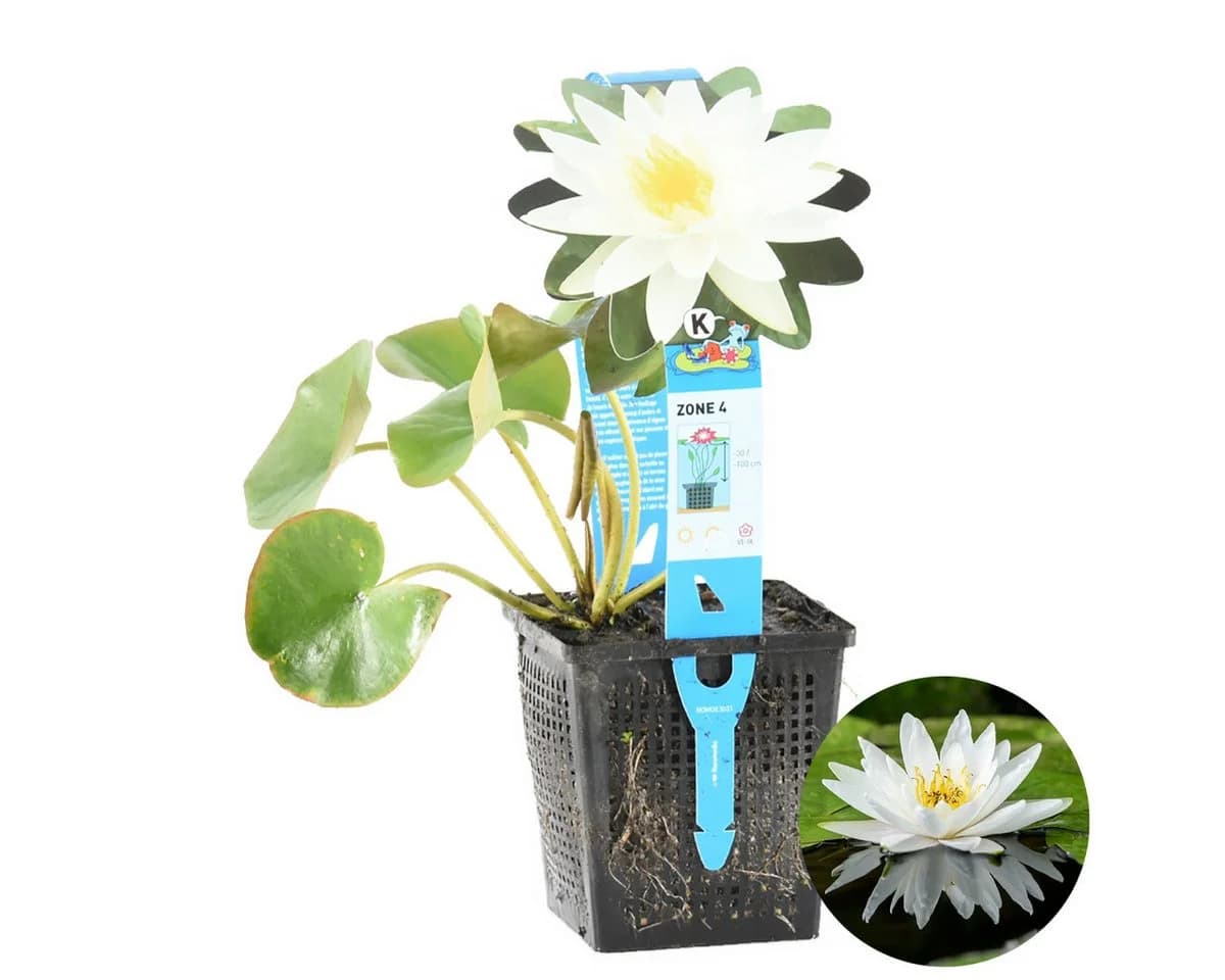 Bloomique Weiße Seerose Nymphaea Marliacea Albida - Winterhart Zone 4 - Bild 2