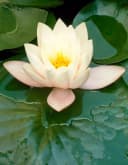 Bloomique Weiße Seerose Nymphaea Marliacea Albida - Winterhart Zone 4 Bild 3