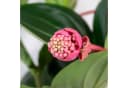 Bloomique Medinilla magnifica 'Flamenco' Zimmerpflanze Rosa Bild 3