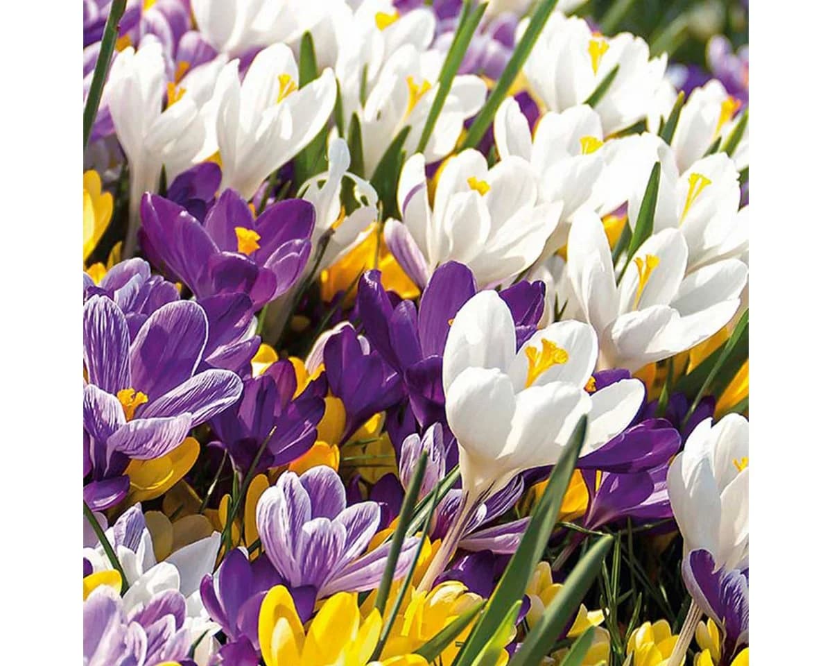 Bloomique Krokuszwiebeln Farbmischung 40 Stück - Bild 2