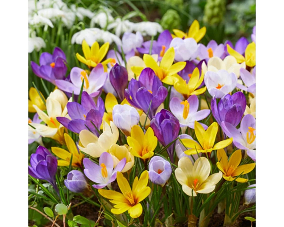 Bloomique Krokuszwiebeln Farbmischung 40 Stück - Bild 4