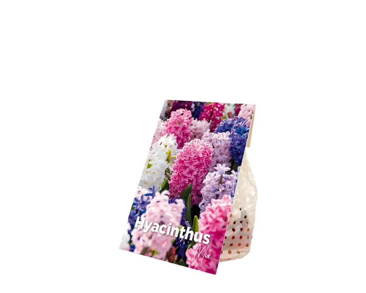 Bloomique Hyazinthen Blumenzwiebeln 10er-Mix Bunt