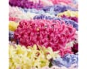 Bloomique Hyazinthen Blumenzwiebeln 10er-Mix Bunt Bild 5