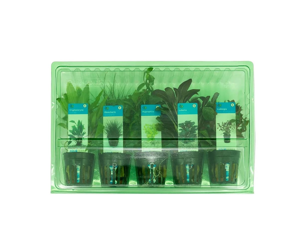 Bloomique Wasserpflanzen 5er Set Grün Echtes Aquarium Set