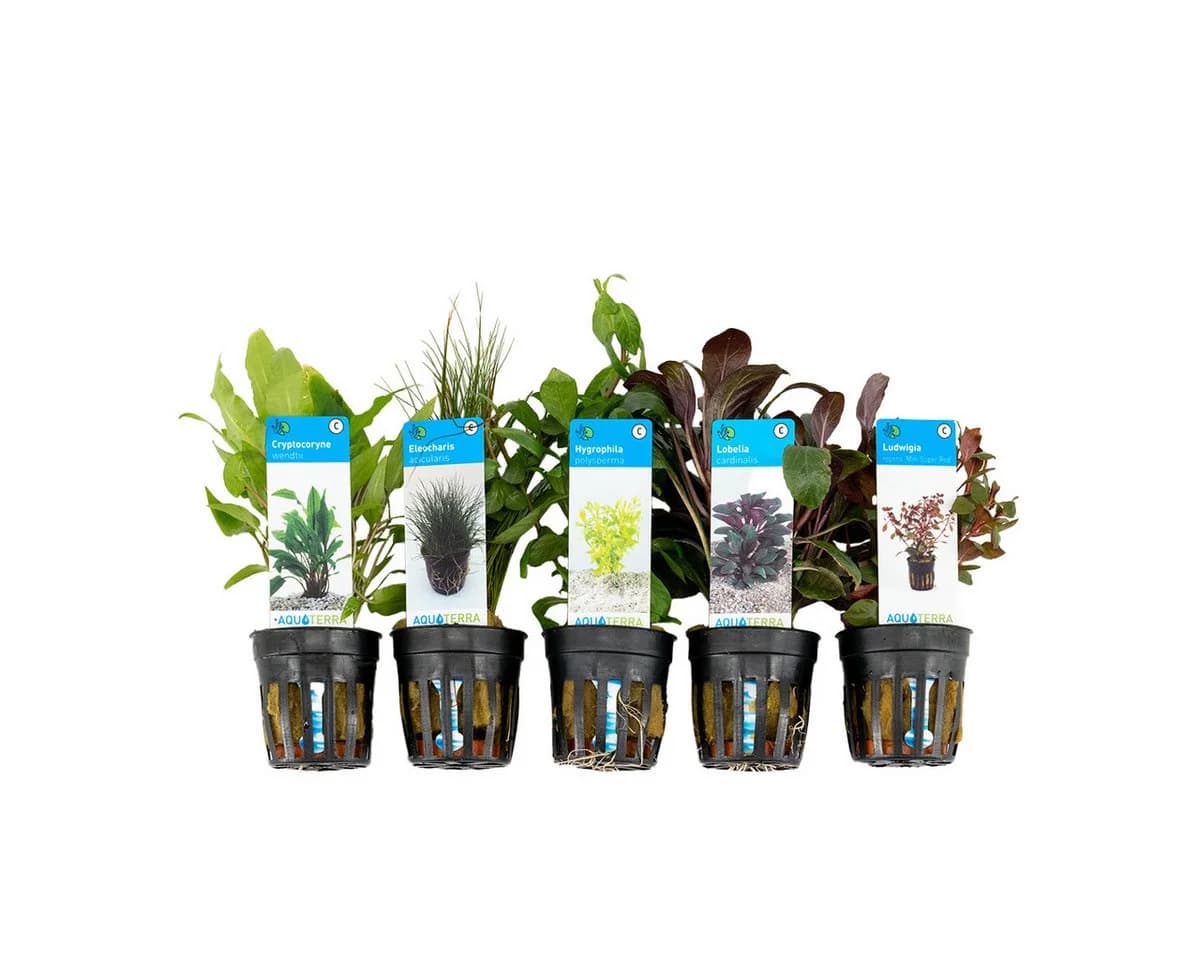 Bloomique Wasserpflanzen 5er Set Grün Echtes Aquarium Set - Bild 2