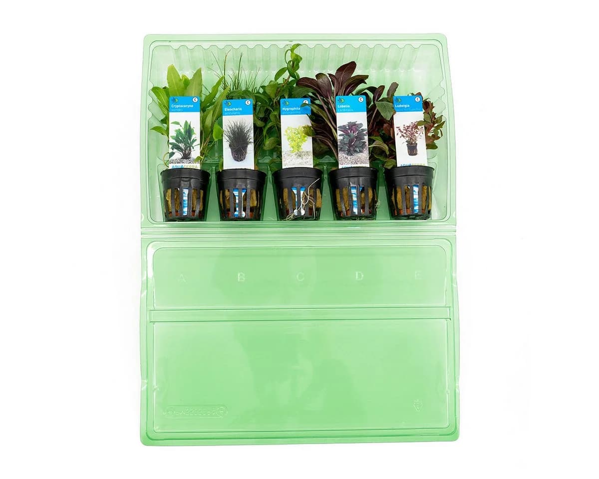 Bloomique Wasserpflanzen 5er Set Grün Echtes Aquarium Set - Bild 3