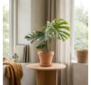 Bloomique Monstera Deliciosa Thai Constellation Zimmerpflanze Grün Bild 1