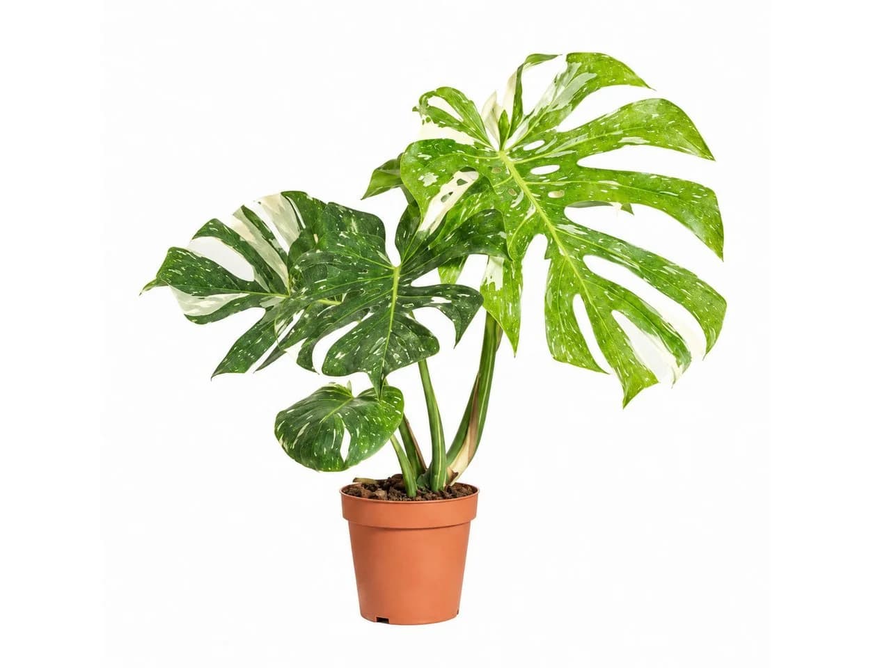 Bloomique Monstera Deliciosa Thai Constellation Zimmerpflanze Grün - Bild 2