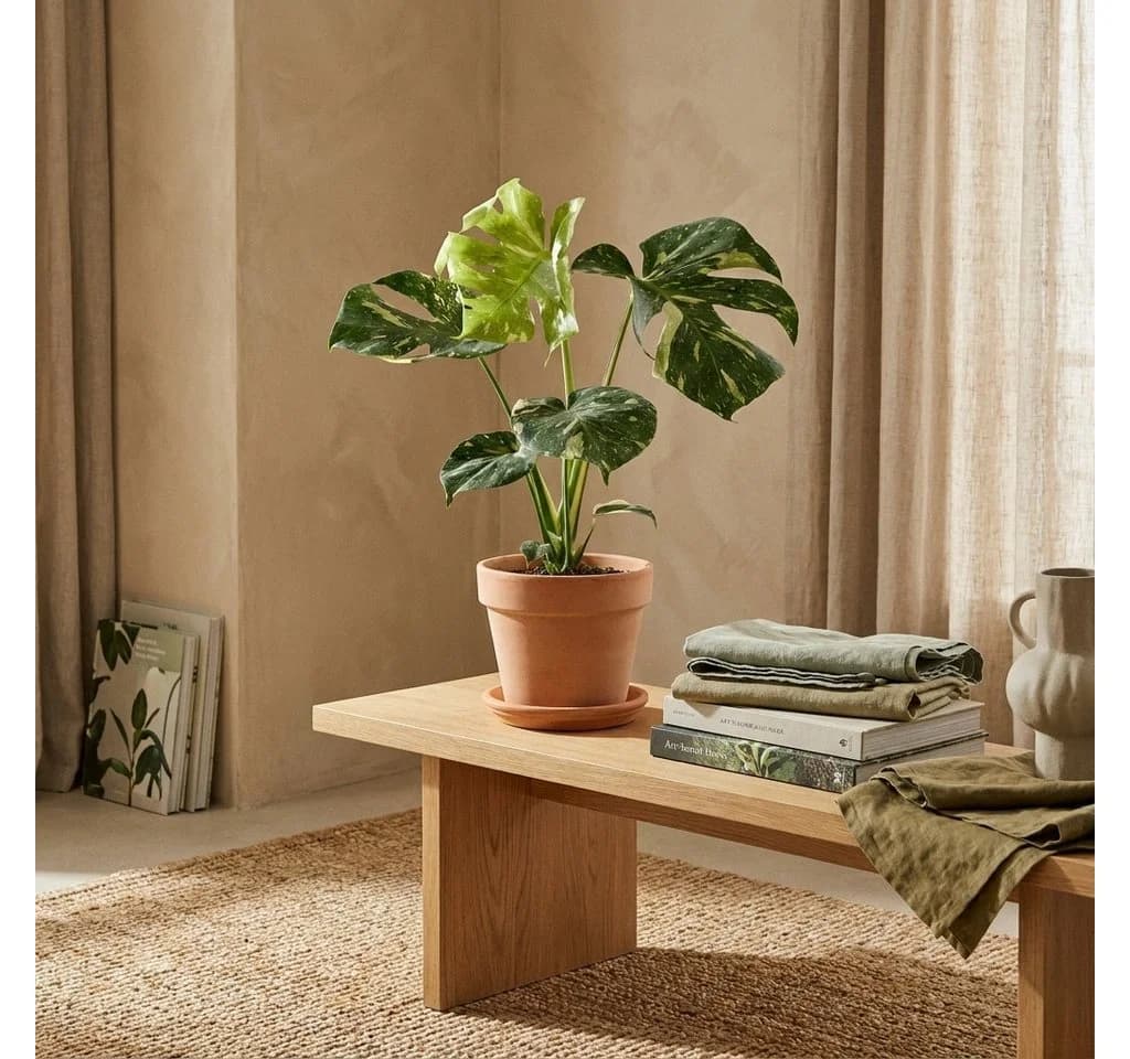 Bloomique Monstera Deliciosa Thai Constellation Zimmerpflanze Grün - Bild 3